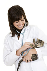 creation-site-internet-veterinaire